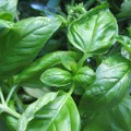 herbs-2