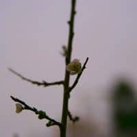 What I Will Tell Sweet E: Grace Endures