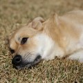 IMG_0168