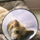 The Best Remedy and Recovery Dog Cone O’Shame We’ve Ever Used