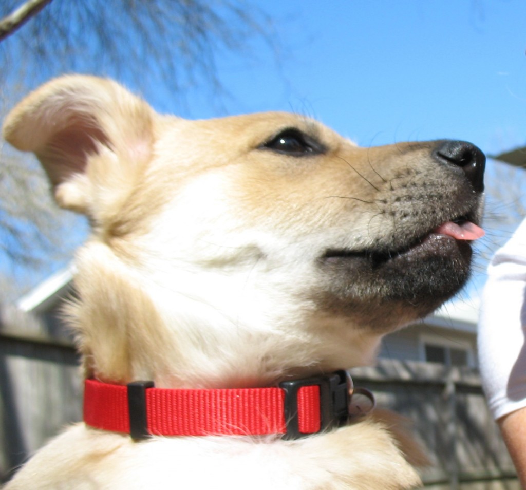 Puppy outside with small tongue protruding