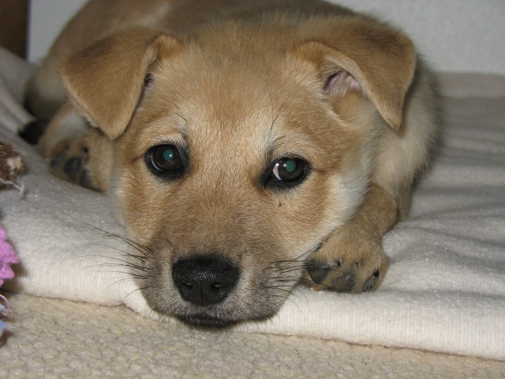 Small blonde dog laying down