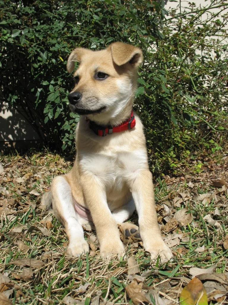 puppu with red collar sitting in yeard