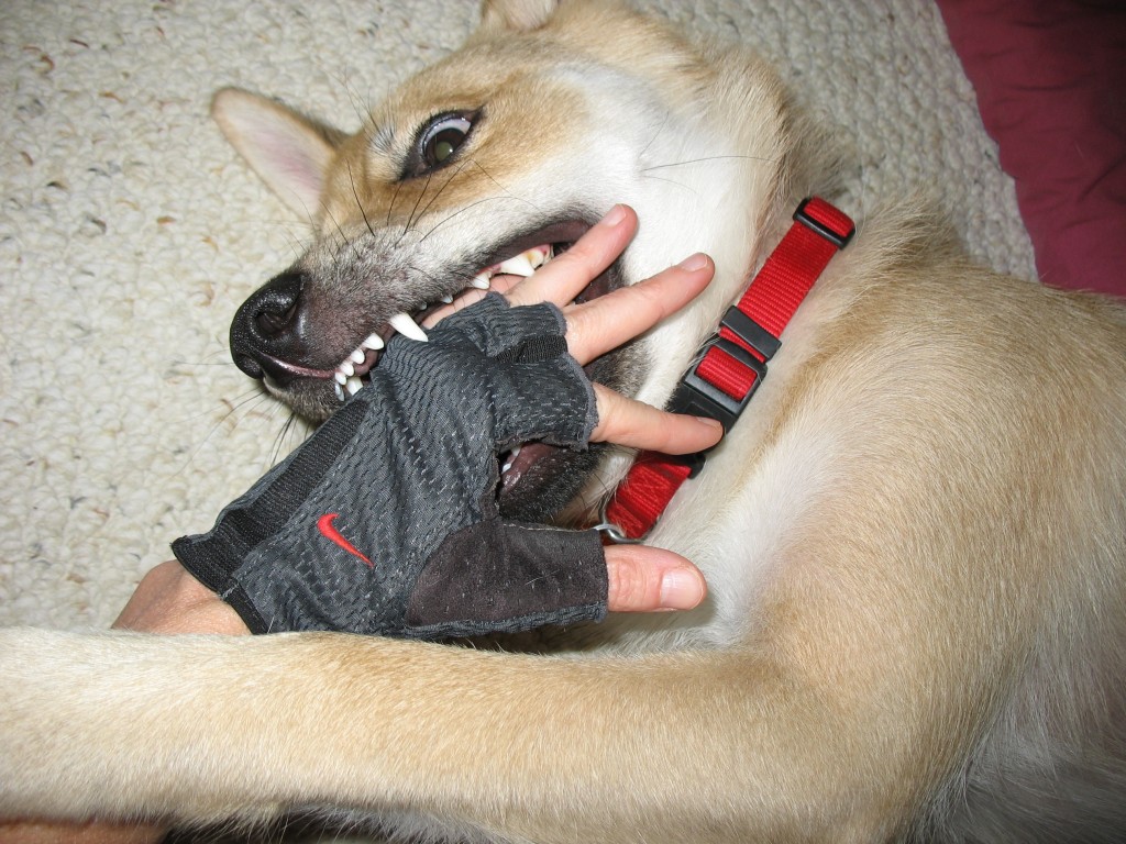 puppy biting a hand with glove