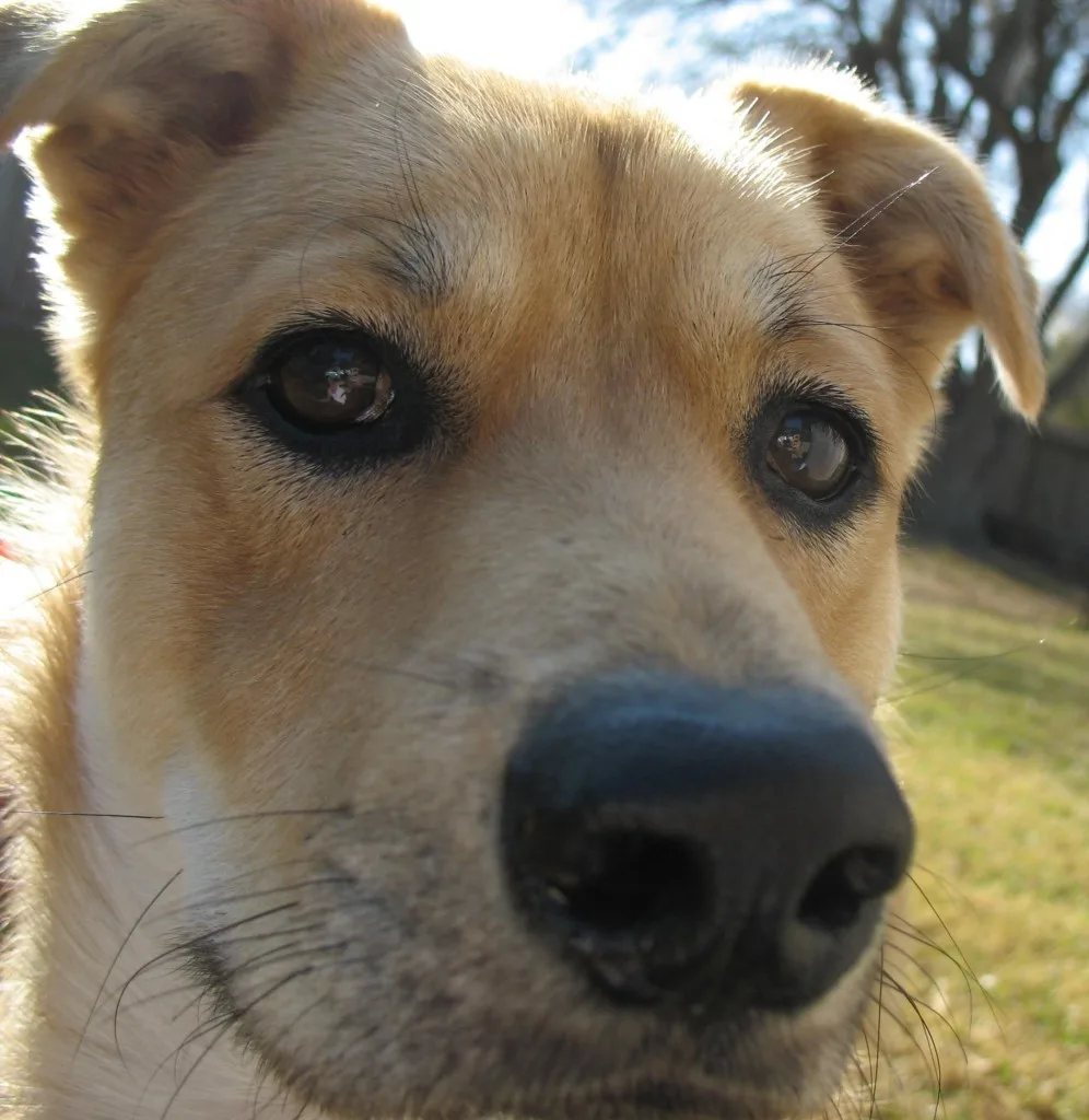 Dog looking at camera