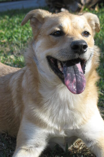 Smiling yellow colored dog laying on lawn