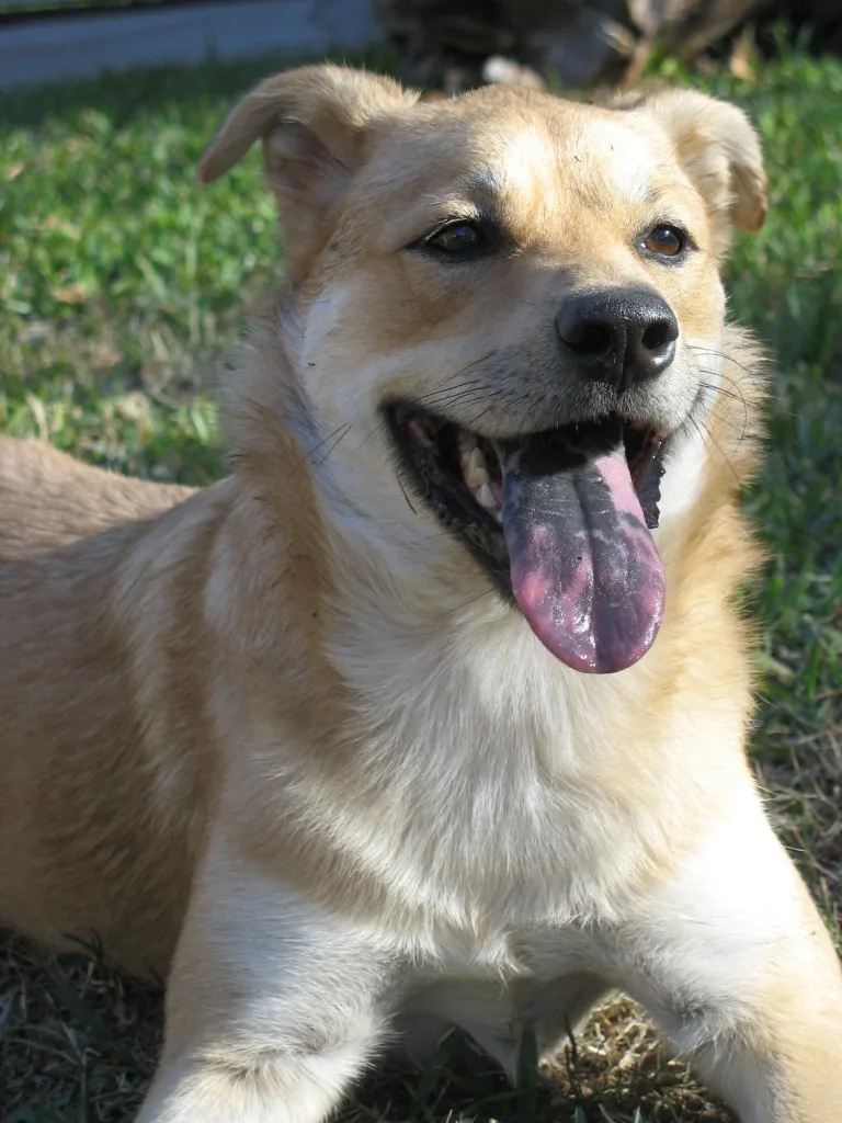 Smiling yellow colored dog laying on lawn