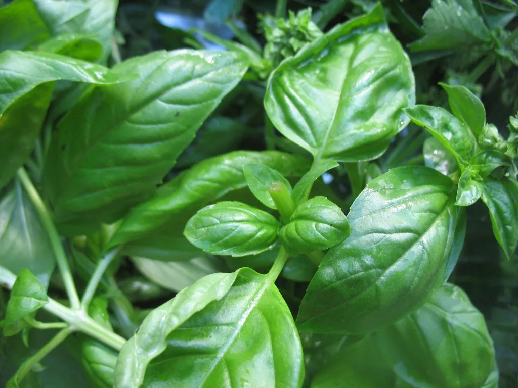 How-To: Freezing Fresh Herbs