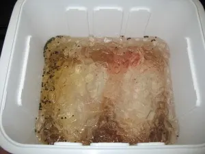 two turkeys in brining liquid covered in ice in a cooler
