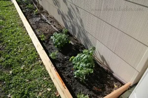 an outdoor garden bed against a house with plants