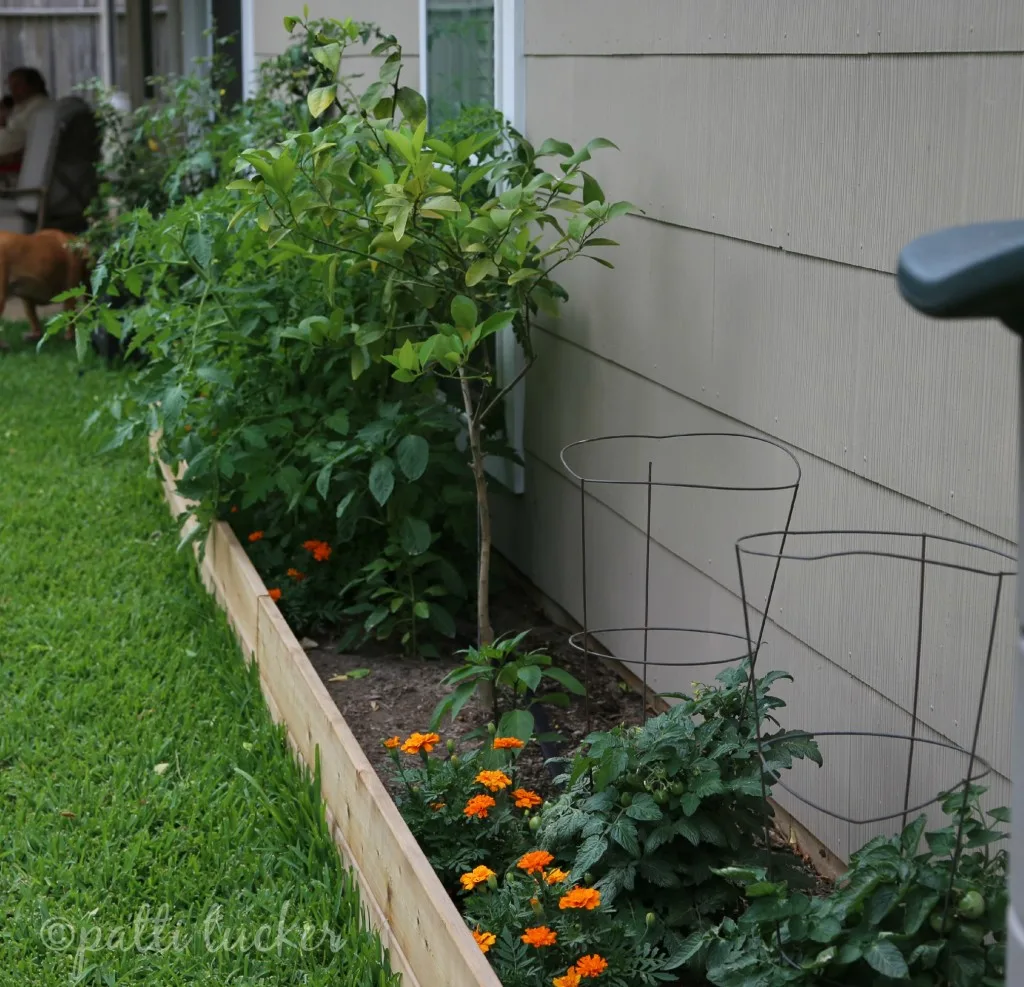 Building a Raised Garden BEd