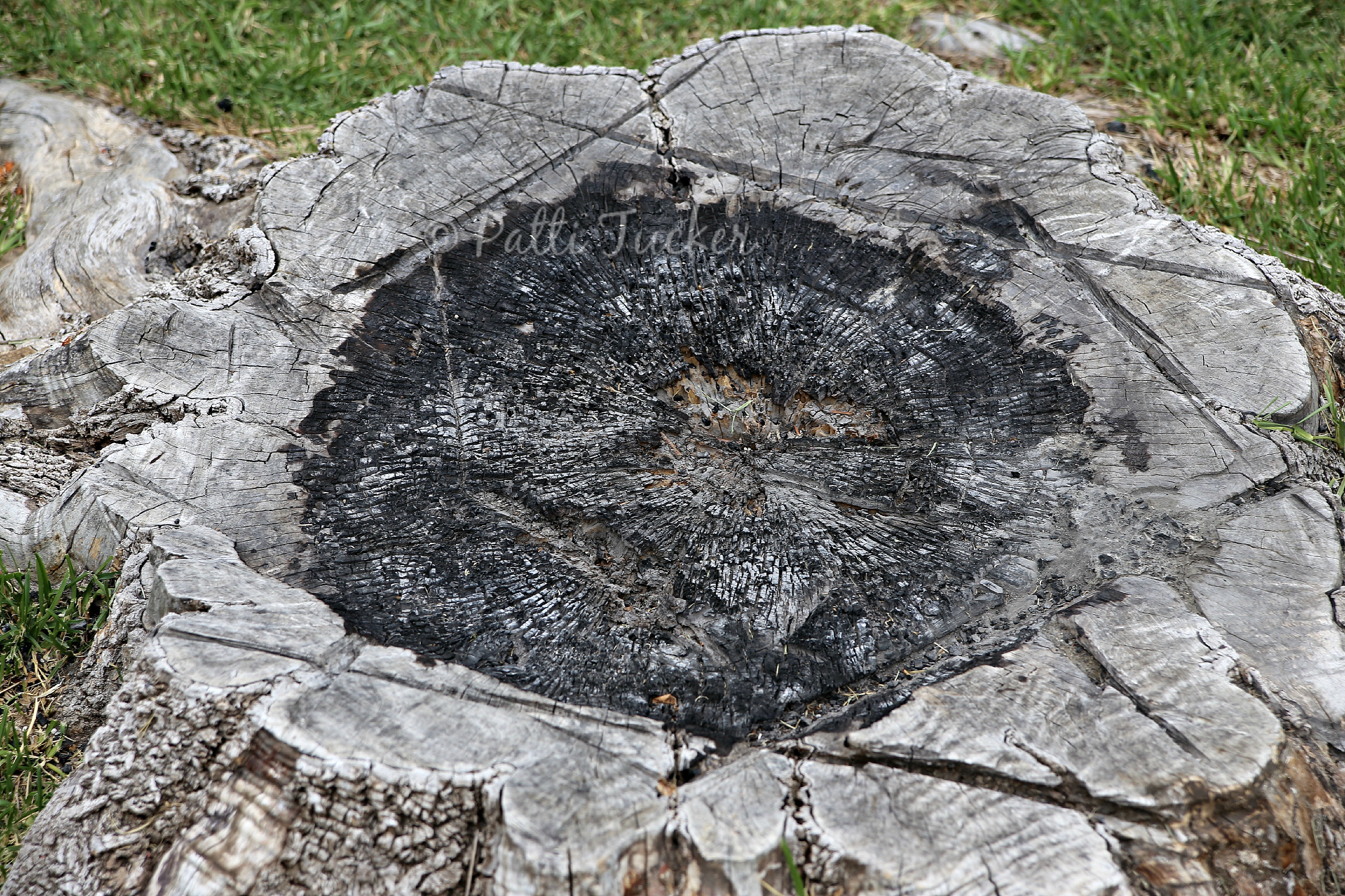 DIY Tree Stump Fire Pit Tutorial