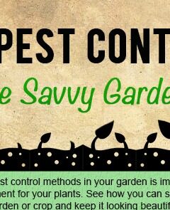 DIY Pest Control