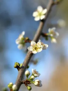 spring buds on a limb