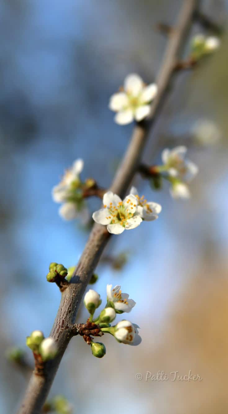 spring buds on a limb