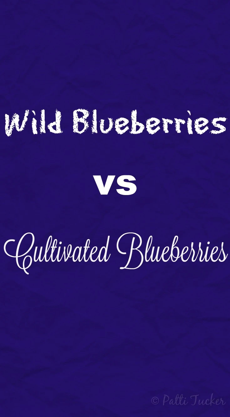text graphic on blue background about wild blueberries vs cultivated blueberries