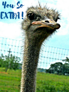 text graphic with ostrich face