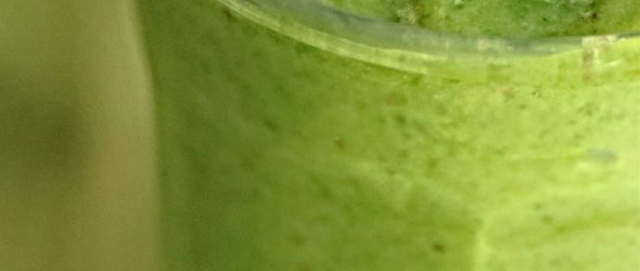 How To Enjoy This Smooth Summer Smoothie