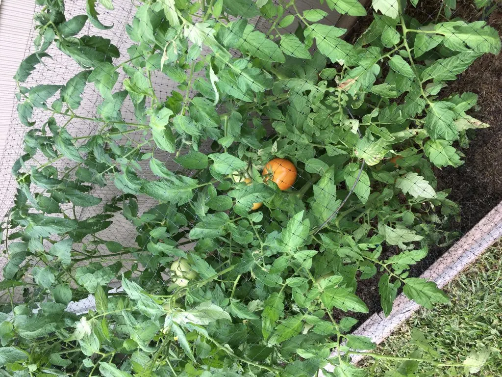 How to Prevent Stolen Garden Produce