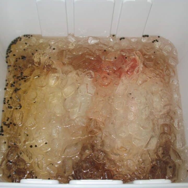 brining turkey in cooler