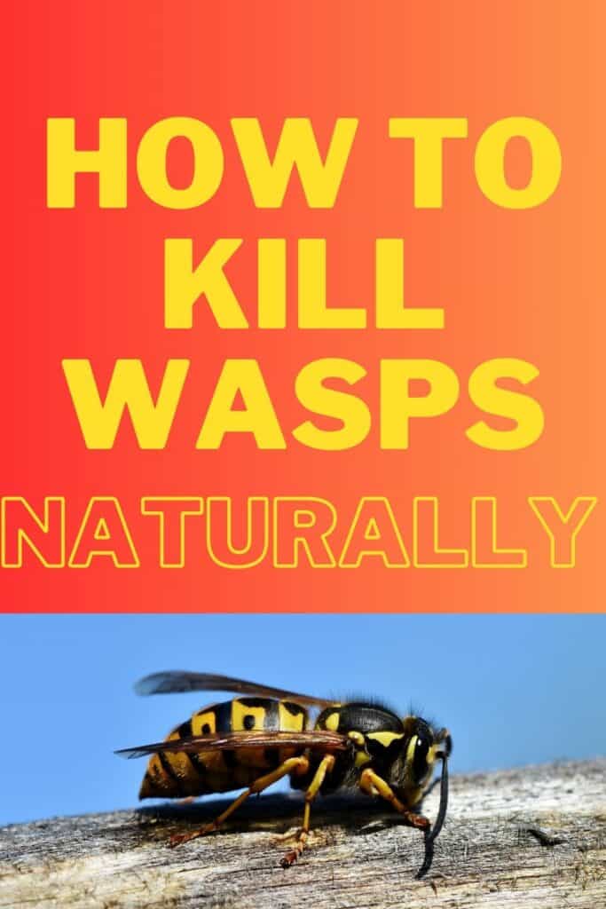 graphic text with pic of wasp - how to kill wasps naturally