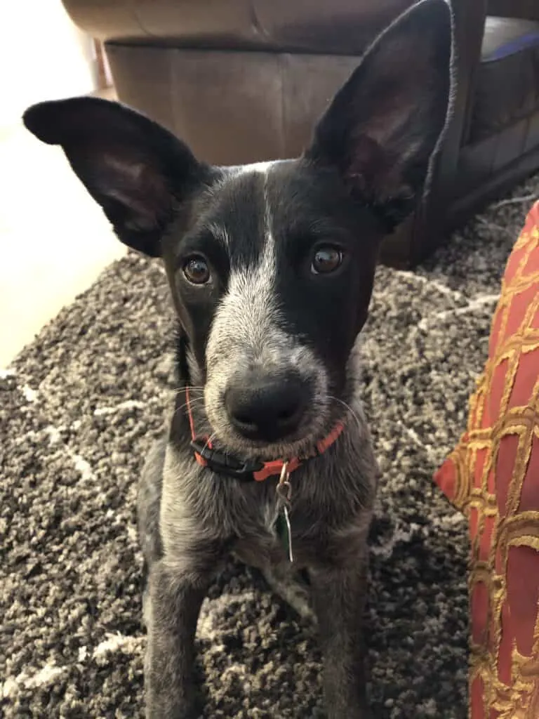 Muerl colored pup with big ears