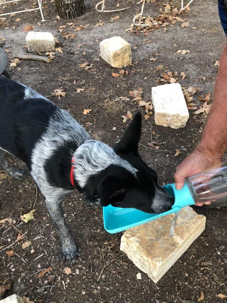 Dog drinking from a portable water bottle
