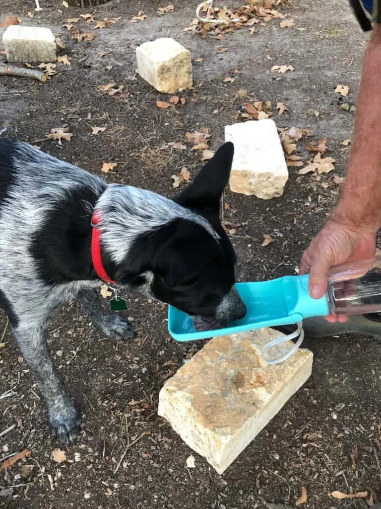 dog drinking from a blue portable dog water bottle outside